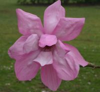 Magnolia pink 1 Kil